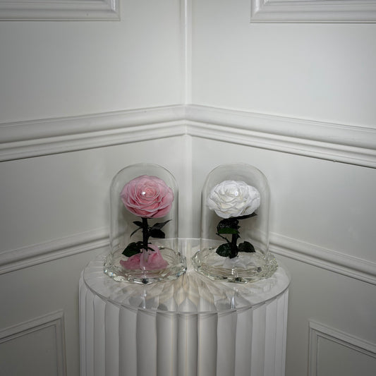 rose eternelle sous cloche base cristal transparente
