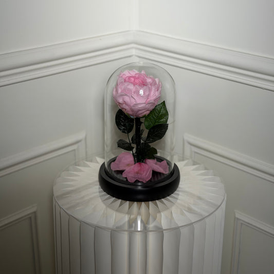 pivoine eternelle rose sous cloche en verre avec socle noir