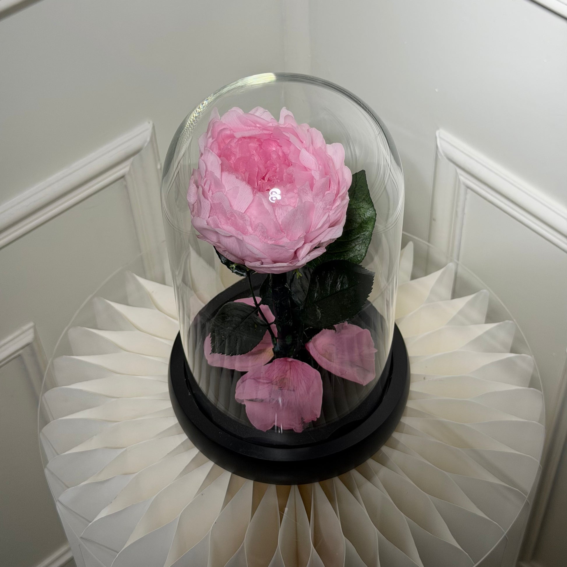 fleur pivoine stabilisée rose décoration élégante sous cloche