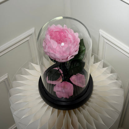 fleur pivoine stabilisée rose décoration élégante sous cloche