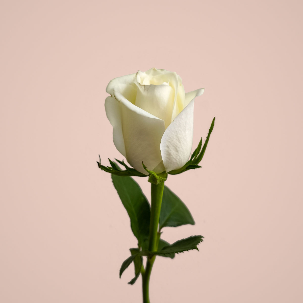 1 rose à l'unité, blanche, seul sur fond studio