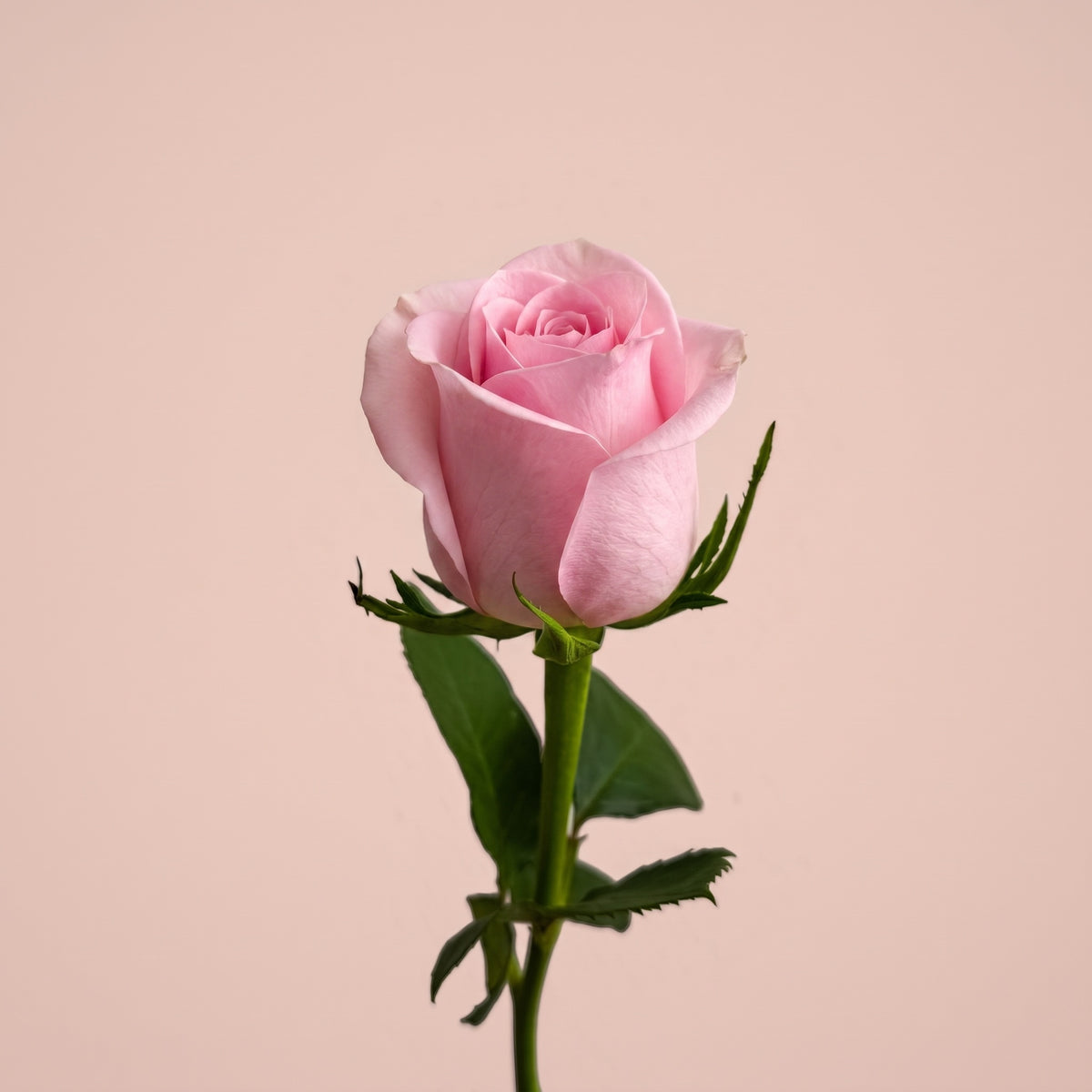 1 rose à l'unité, rose, seul sur fond studio